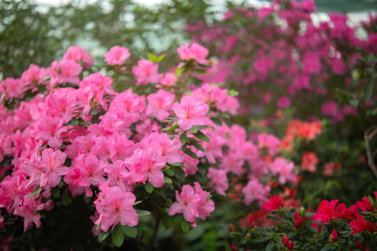 Blooming pink azalias flowers, azalia flowers in a greenhouse