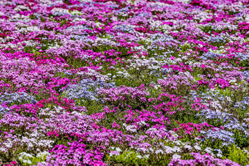 山梨県　富士芝桜まつり