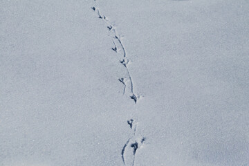 bird tracks in the snow