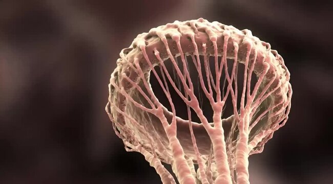 Microscopic view of fungal spore formation in dark atmospheric background vertical orientation cinematic Video