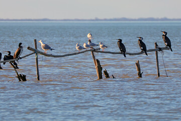 alignement de cormorans et de mouette sur les piquets