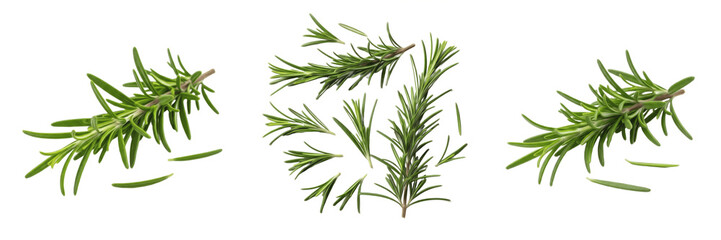 Set of Fresh Green Rosemary Branches and Scattered Leaves Isolated on White Background for Culinary and Herbal Design © Gadda