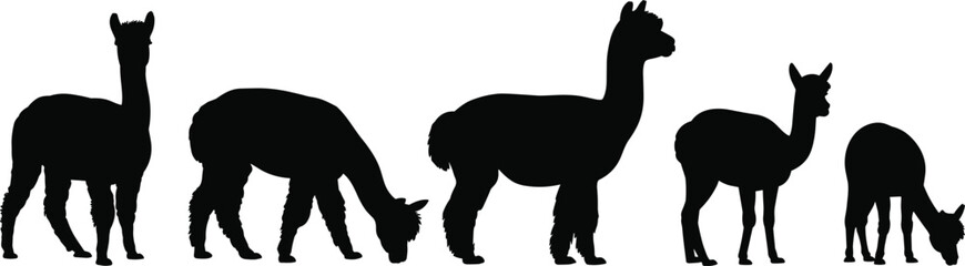 Alpaca llama silhouette set, black camelid farm animal collection in standing and grazing poses isolated on white background, vector illustration © SreeShoyagini