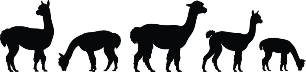 Alpaca and llama silhouette collection, black camelid farm animals in different poses isolated on white background, vector illustration set © SreeShoyagini