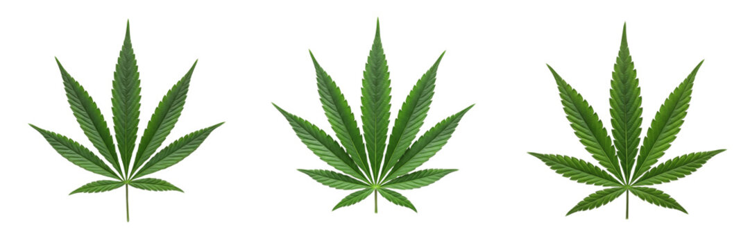 Set of Green Cannabis Sativa Leaves Isolated on White Background for Medical and Herbal Concept