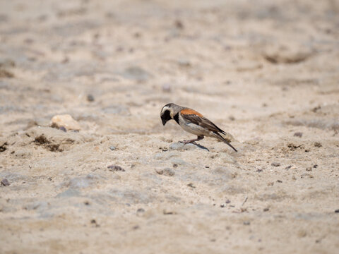 Kapsperling, Passer melanurus