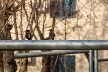 Two birds sit on a grey pipe during the day in early spring, with residential buildings in the background.