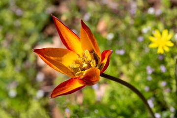 Turkish name; Manisa Lalesi - Scientific name: Tulipa orphanidea