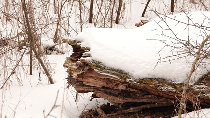 Krajobraz zimowy w lesie. Warstwa śniegu leżąca na runie leśnym. Ośnieżone konary drzew. © tomo81