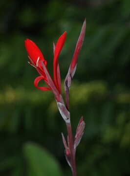 Fleur de canna indica