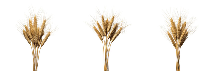 Fototapeta premium Set of Golden Wheat Ears and Ripe Barley Bunches Isolated on White Background for Bakery and Harvest Design