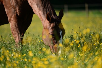 Schönes Pferd grast friedlich auf üppig blühender Wiese © Grubärin