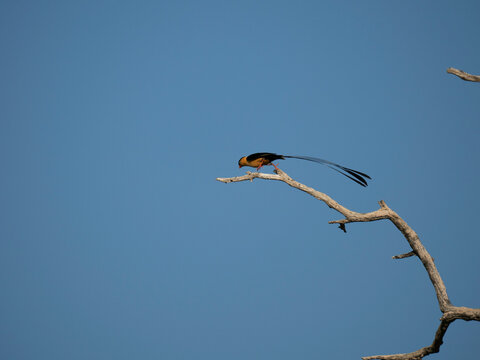 K&ouml;nigswitwe, Vidua regia