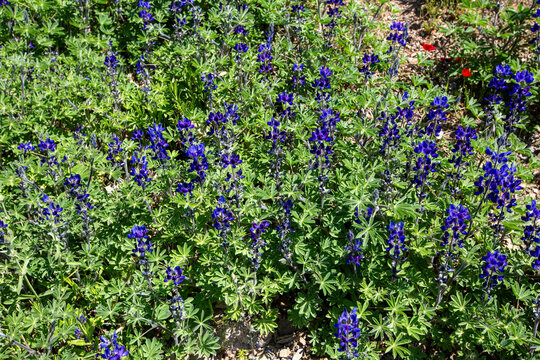 Lupinus pilosus is a species of edible flowering plant from the Fabaceae family that grows in Mediterranean shrublands.
