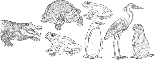 WebHand drawn engraved style vector illustration collection featuring crocodile tortoise frogs penguin heron and groundhog isolated on white background for nature design projects