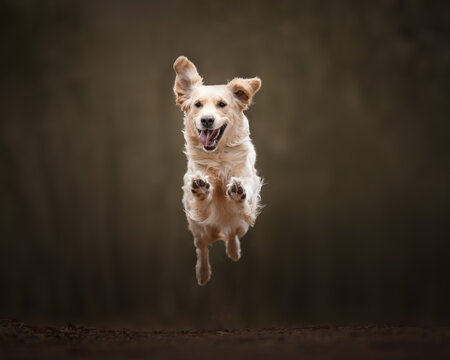 golden retriever dog