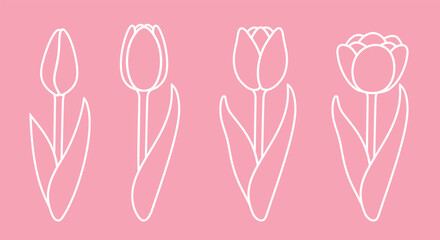 Tulip logo. Isolated tulip outline on white background. Flower