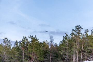 Obraz premium Airplane Flying Over Pine Forest Canopy