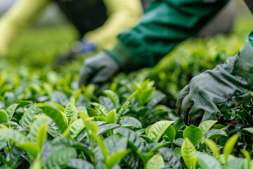 Woman working on a tea plantation, generative AI concept