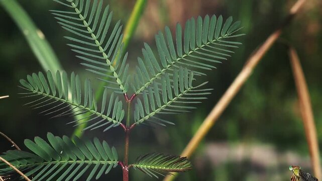 Green leaf fern leaf tropical plant foliage closeup nature macro photography natural background garden summer sunlight outdoor delicate texture fresh