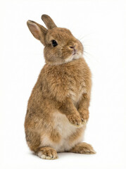 Obraz premium Animals