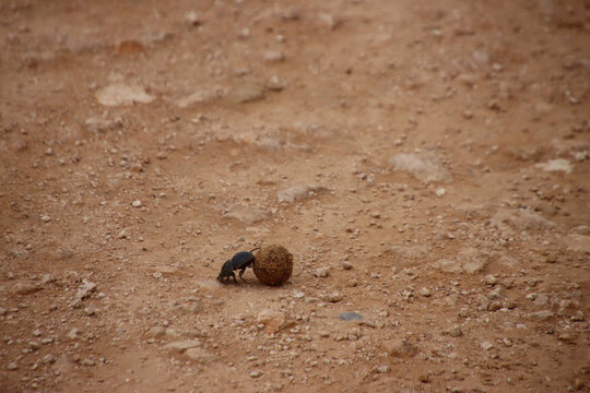 Dung beetle rolling a compact dung ball across dry sandy ground in Addo Elephant National Park, South Africa. The insect is active on open savanna terrain during daytime.