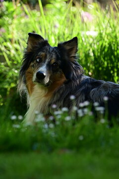 Zotteliger Hund liegt in bunt bl&uuml;hender Wiese