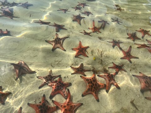 Seesterne unter Wasser