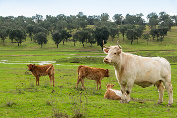 White cow watching over her calves in a dehesa meadow: extensive, sustainable farming and animal welfare. © Ivanb