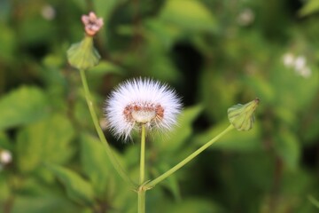 A delicate close-up of a dandelion seed head against green background, with its fluffy white tufts poised for dispersal