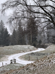 Lonely alpine landscape in early winter with fresh snow near Oberstaufen-Steibis in the Allgaeu region of Bavaria, Germany, under misty light, Bavaria, Germany
