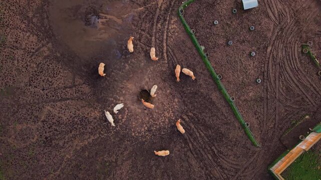 Aerial top down view of a herd of cattle eating from a trough on a muddy farm field, a sustainable livestock industry concept for organic milk and beef production