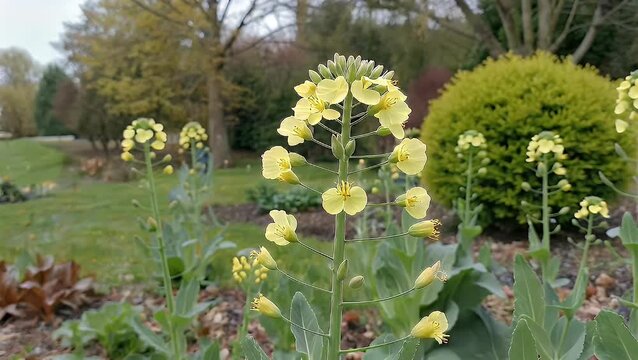Detailed Botanical Examination of a Flowering Oilseed Plant Cultivated in a Domestic Horticultural Setting