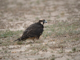 Fototapeta premium Lannerfalke, Lanner, Falco biarmicus