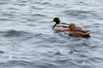 Obraz premium Pair of wild mallard ducks swimming together on a textured lake surface. 
