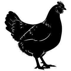 hen and rooster © imran