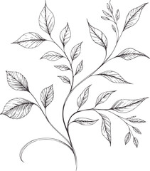 Fototapeta premium Delicate line botanical of branching leaves and stems branches vine