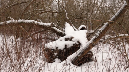 Krajobraz zimowy w lesie. Warstwa śniegu leżąca na runie leśnym. Ośnieżone konary drzew. © tomo81
