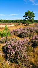 Fototapeta premium A vibrant landscape featuring purple heather, a solitary pine tree, and a distant treeline under a cloudless blue sky. Golden grasses
