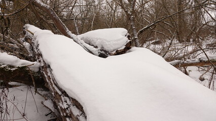 Zima w lesie i śnieg widoczny na powalonych pniach drzew. © tomo81