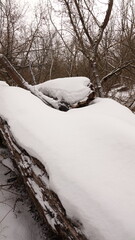 Zima w lesie i śnieg widoczny na powalonych pniach drzew. © tomo81