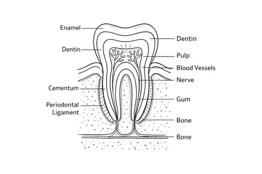 Tooth Anatomy Diagram Line Illustration
