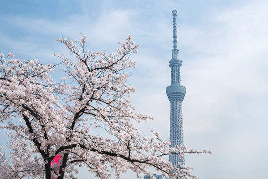 April 6, 2016, Tokyo, Japan, Cherry blossom tree in front of Tokyo Skytree