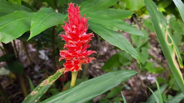 Wild spiral ginger displaying bright red bracts among dense green tropical undergrowth.
