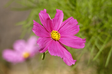 Obraz premium Gros plan sur une marguerite africaine