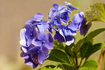 Fleurs bleues dans un jardin