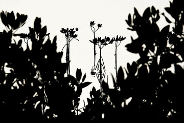 Mangrove au Sénégal © PPJ