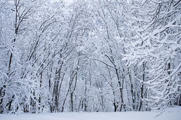 arbres sous la neige, paysage enneig&eacute; d'hiver en montagne dans les Alpes