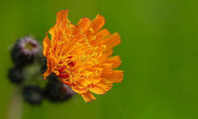 Kosmaczek pomarańczowy - Pilosella aurantiaca © tom
