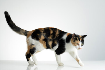 female Calico American Shorthair cat on white